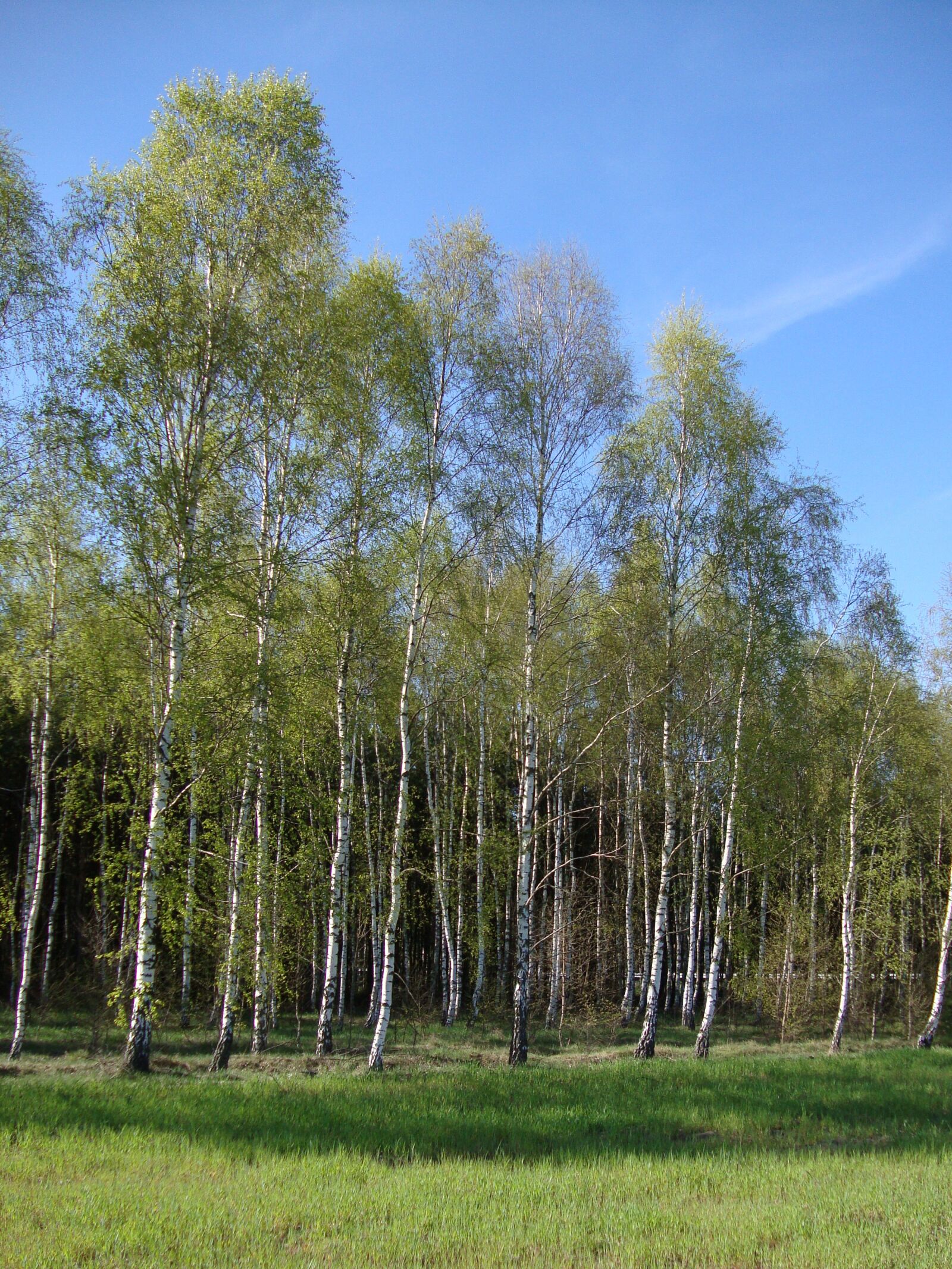 Sony DSC-W210 sample photo. Tree, forest, birch photography