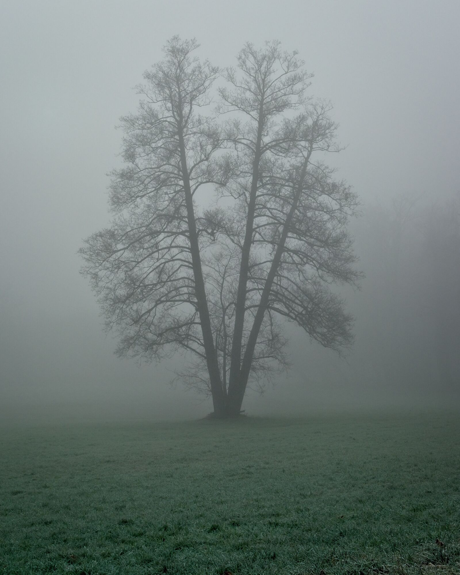 Nikon D7100 sample photo. Fog, foggy, tree photography