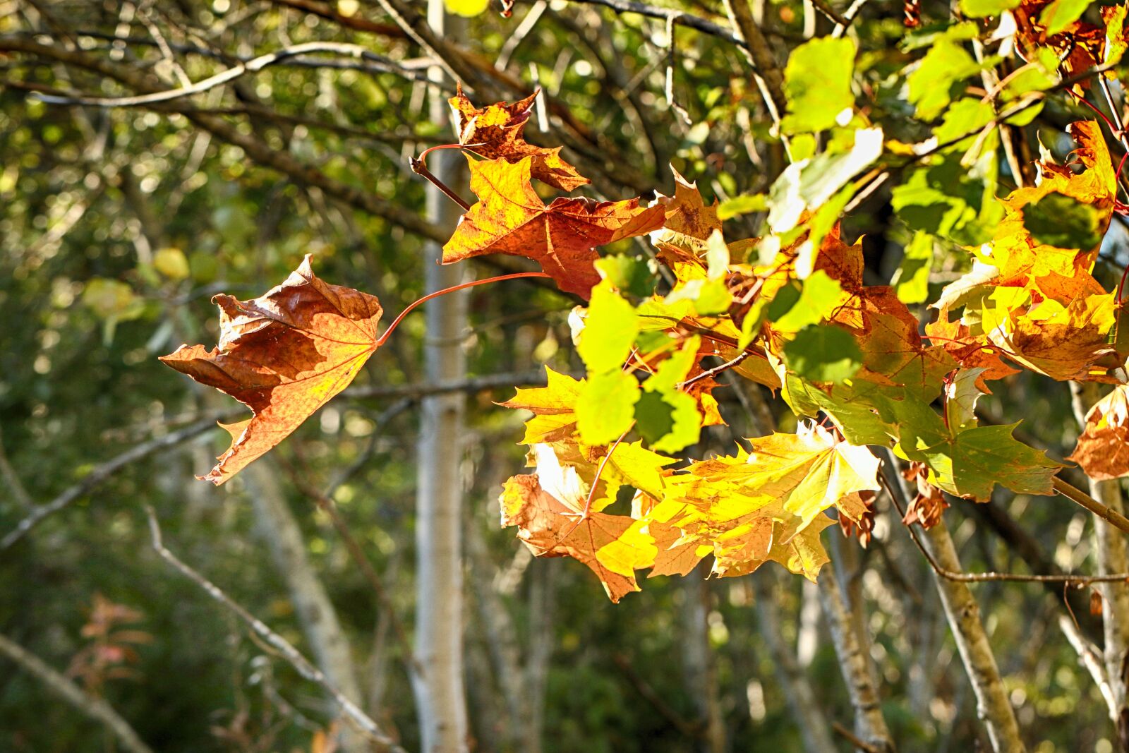 Canon EF 100mm F2.8L Macro IS USM sample photo. Autumn, leaves, tree photography