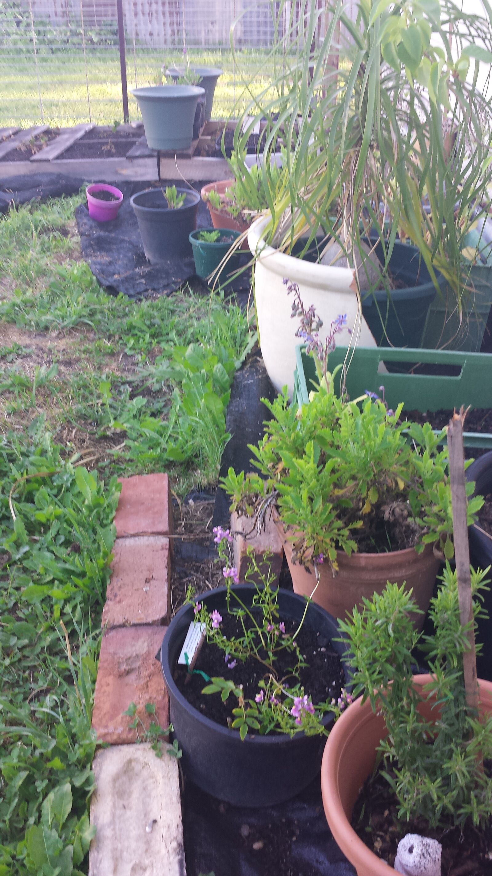 Samsung Galaxy S4 sample photo. Backyard, development, friend, garden photography