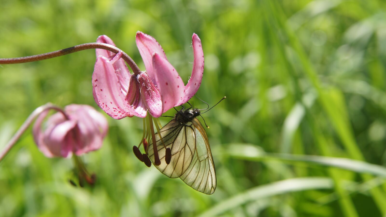 Sony SLT-A55 (SLT-A55V) + Sony DT 18-55mm F3.5-5.6 SAM sample photo. Lilium martagon, flower, butterfly photography