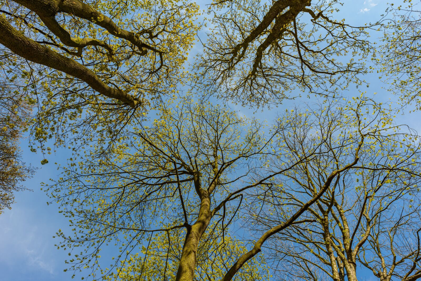 Nikon D800E sample photo. Trees, sky, landscape photography