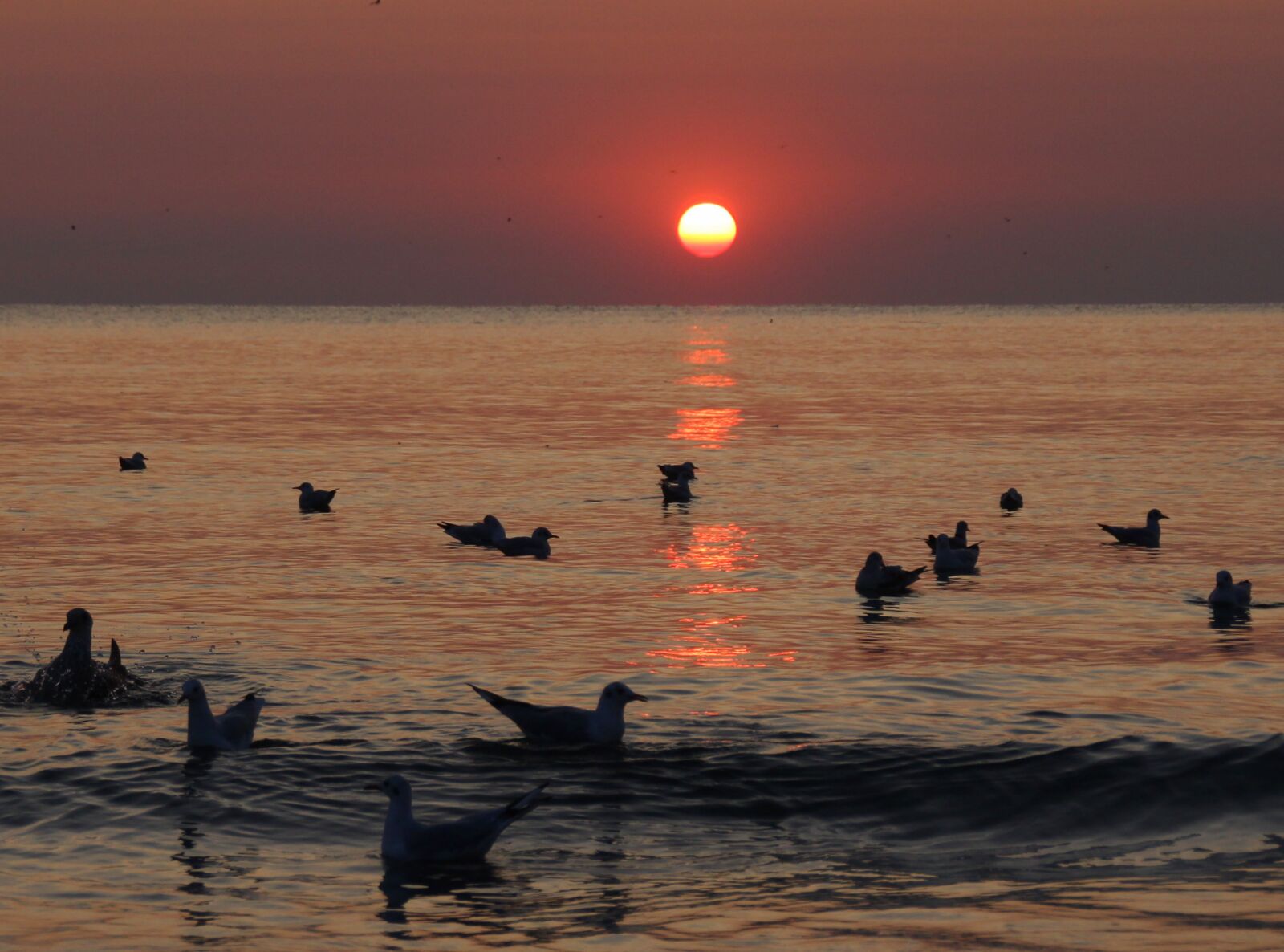 Canon EOS 700D (EOS Rebel T5i / EOS Kiss X7i) sample photo. Sunrise, water, seagulls photography