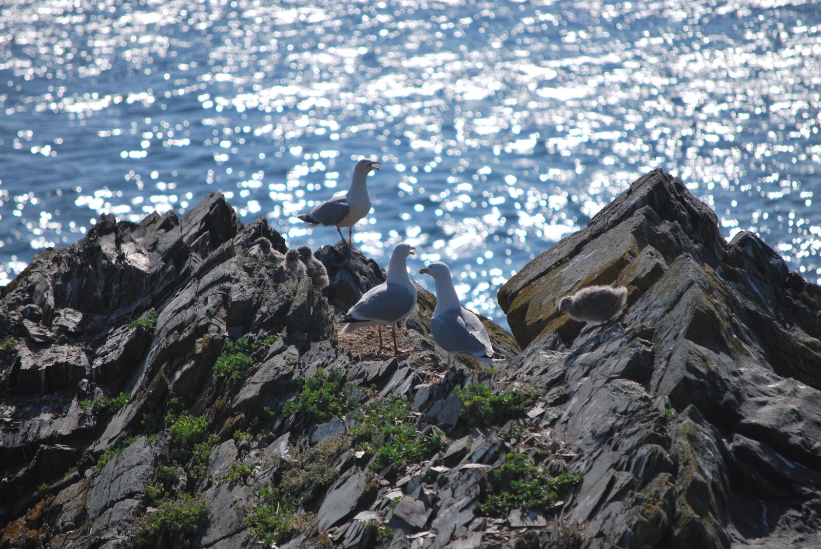 Nikon D60 sample photo. Gulls, sea, cliffs photography