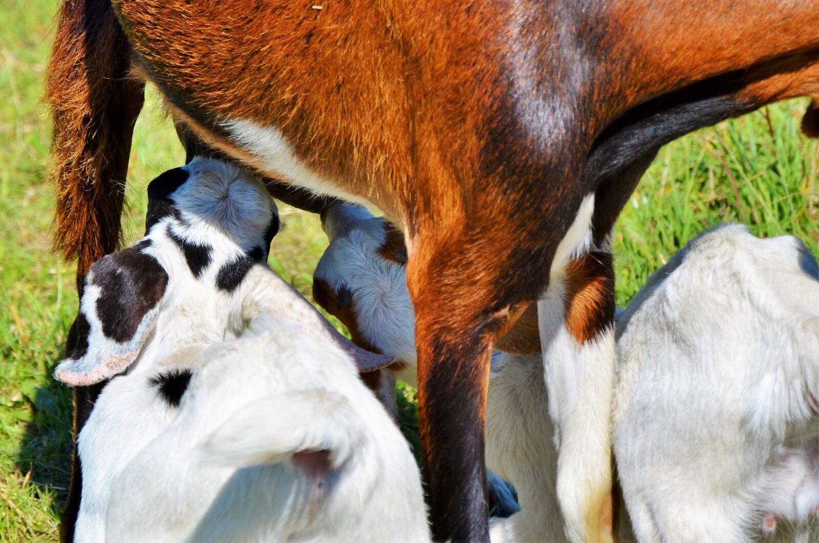 Nikon D3200 sample photo. Goat, prima donna, geiss photography