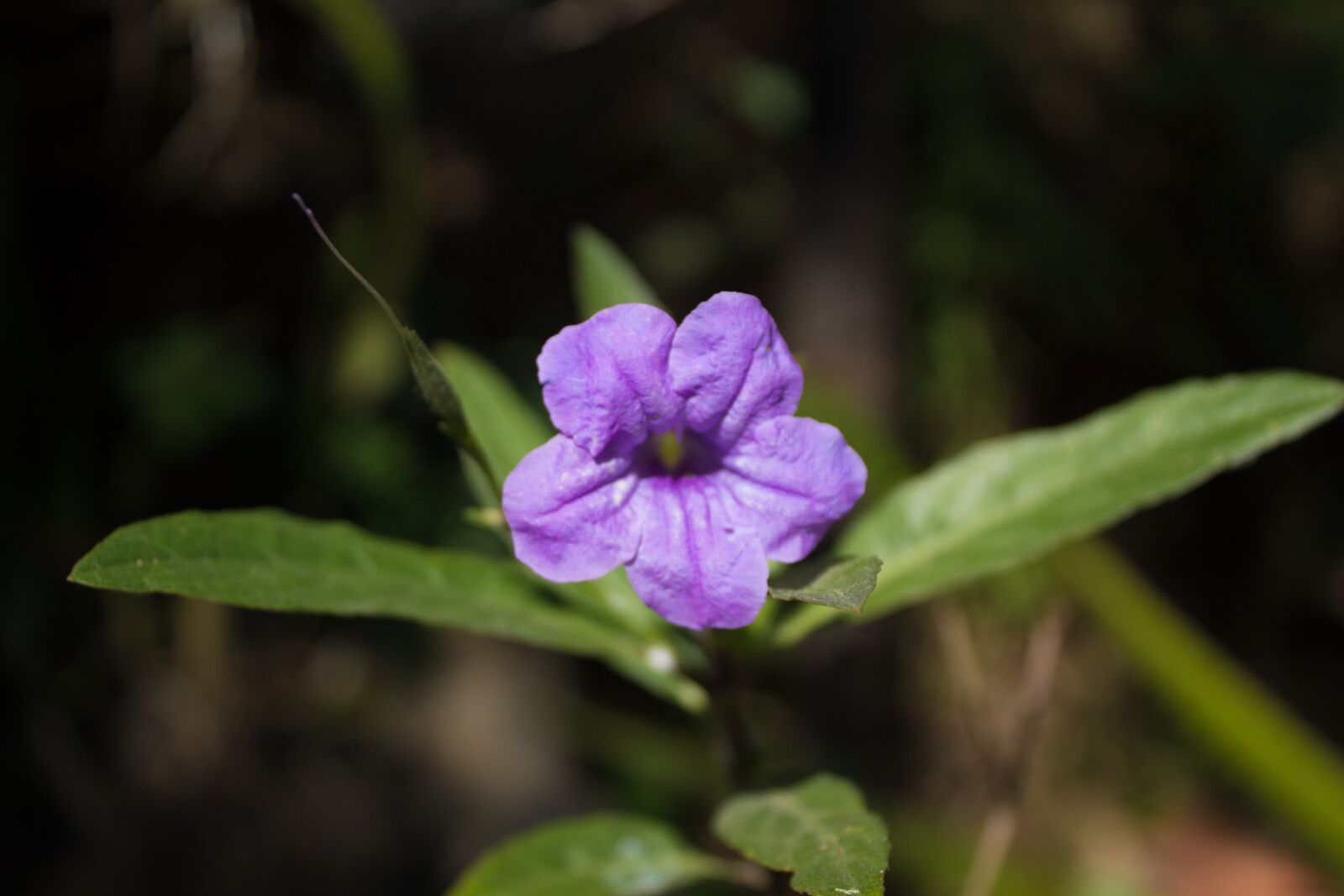 Canon EOS 1300D (EOS Rebel T6 / EOS Kiss X80) + Canon EF-S 18-55mm F3.5-5.6 III sample photo. Flower, purple, nature photography