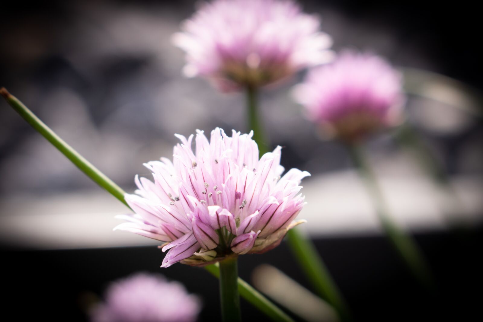 Canon EOS 750D (EOS Rebel T6i / EOS Kiss X8i) sample photo. Flower, pink, natura photography