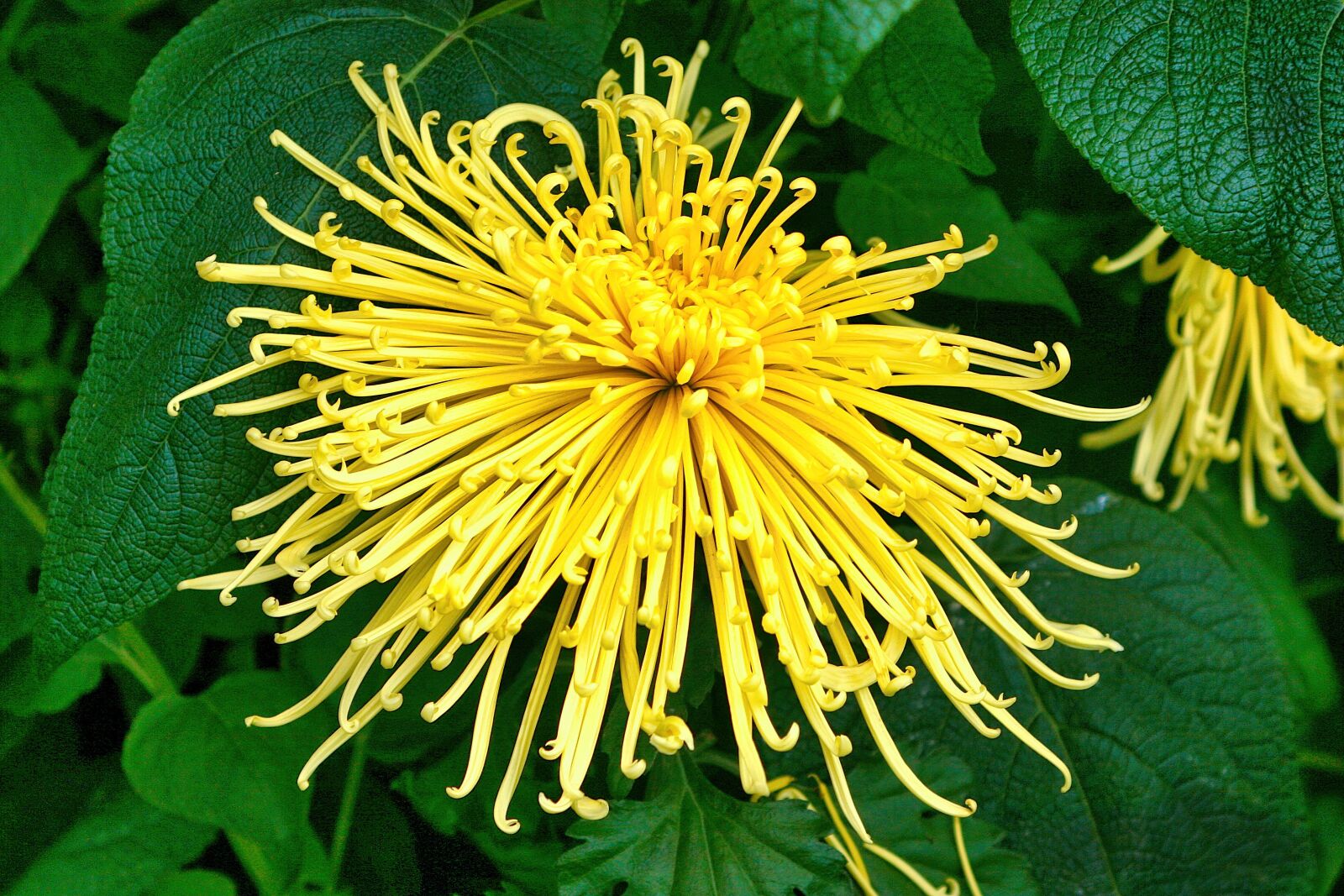 Canon EOS 20D sample photo. Spider chrysanthemum, flower, decorative photography