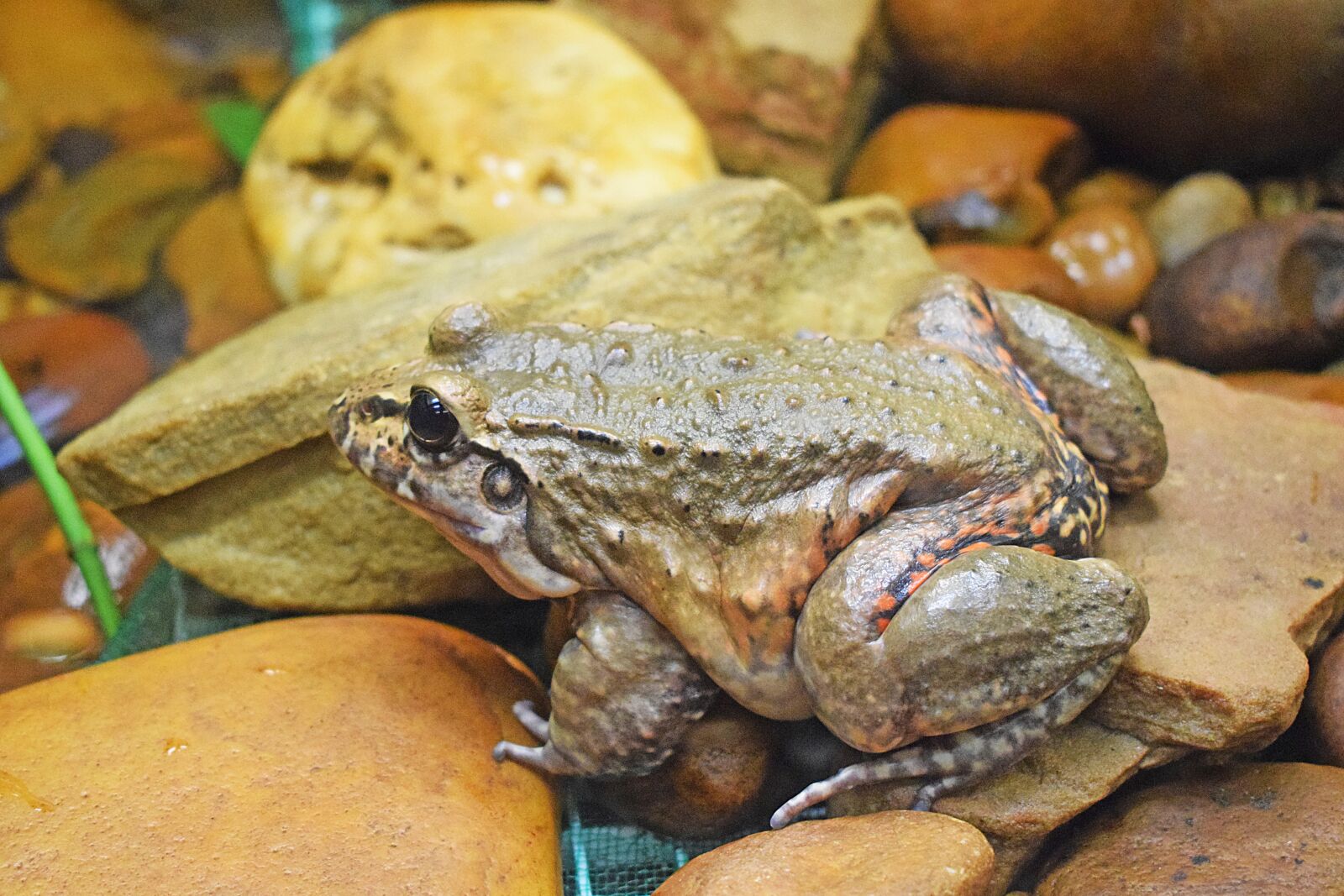 Nikon D3300 sample photo. Frog, animal, amphibians photography