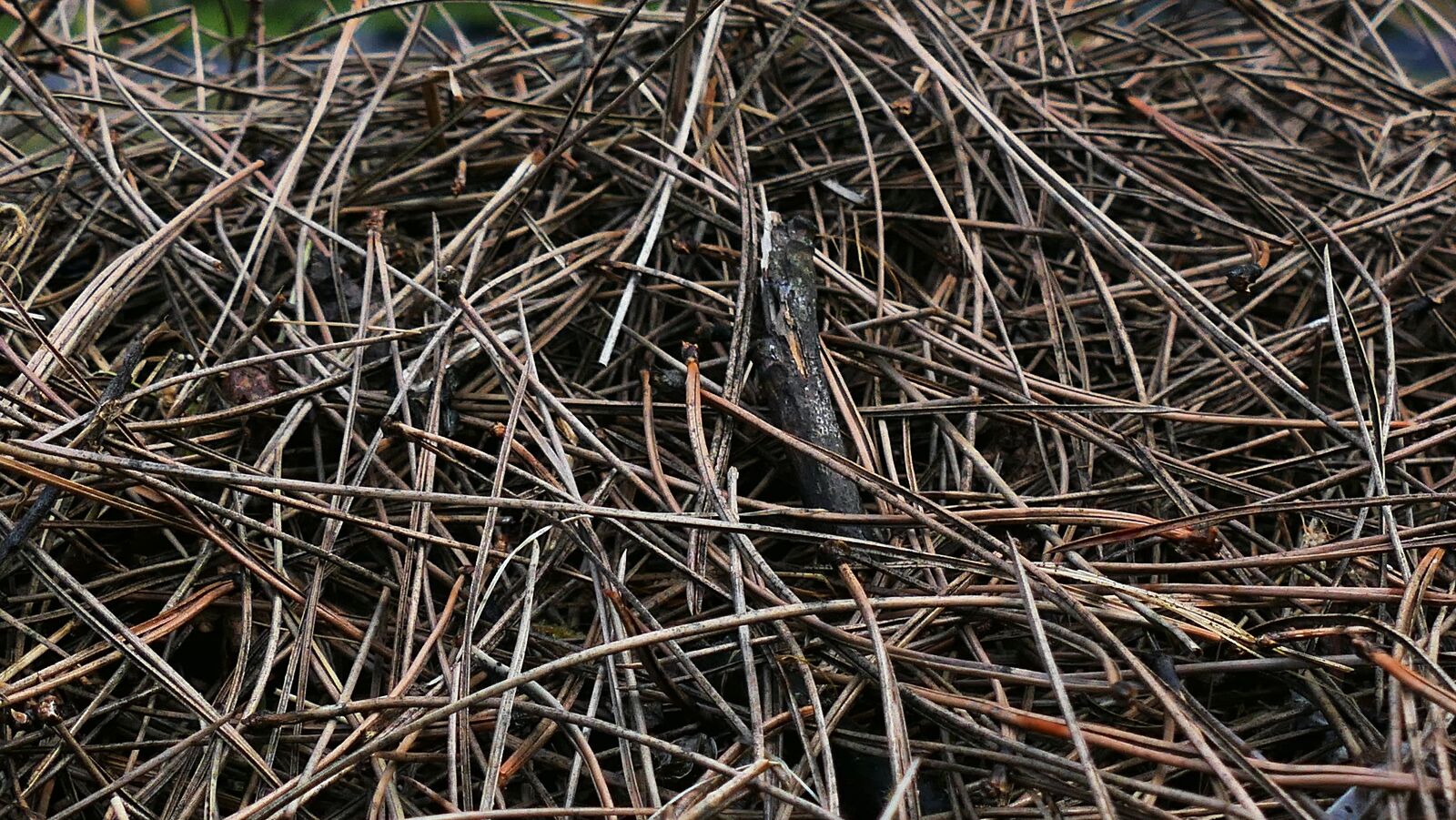 Panasonic Lumix DMC-FZ1000 sample photo. Conifers, needles, litter photography