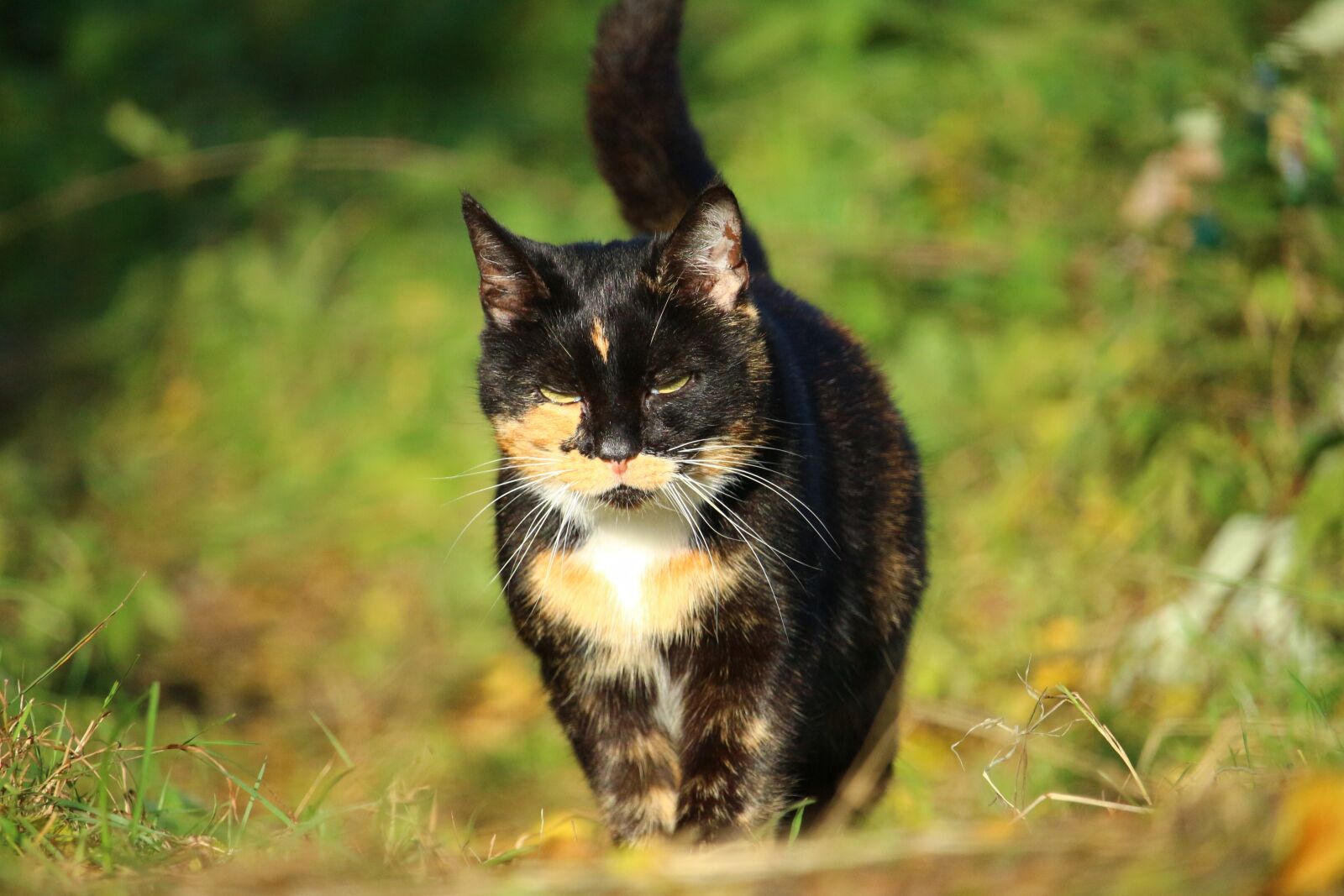 Canon EOS 100D (EOS Rebel SL1 / EOS Kiss X7) sample photo. Cat, mieze, lucky cat photography