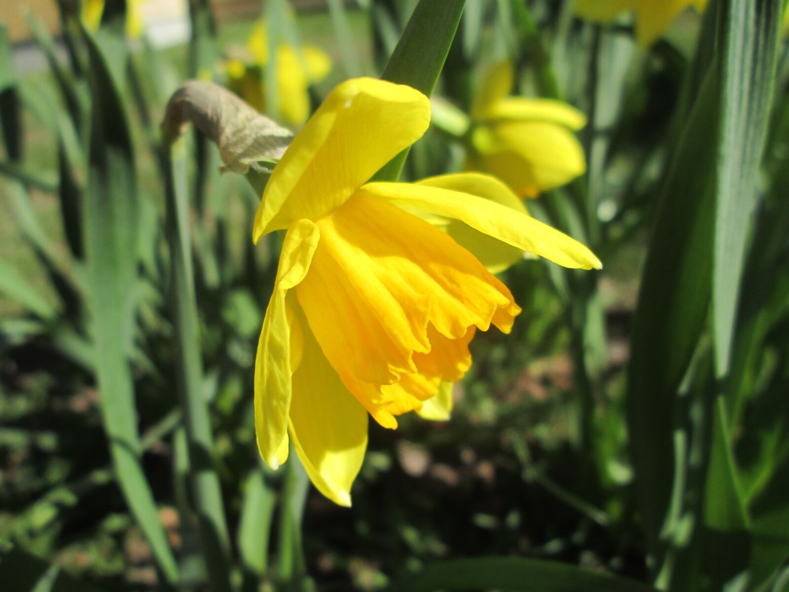 Canon POWERSHOT A2600 sample photo. Daffodil, yellow daffodil, easter photography