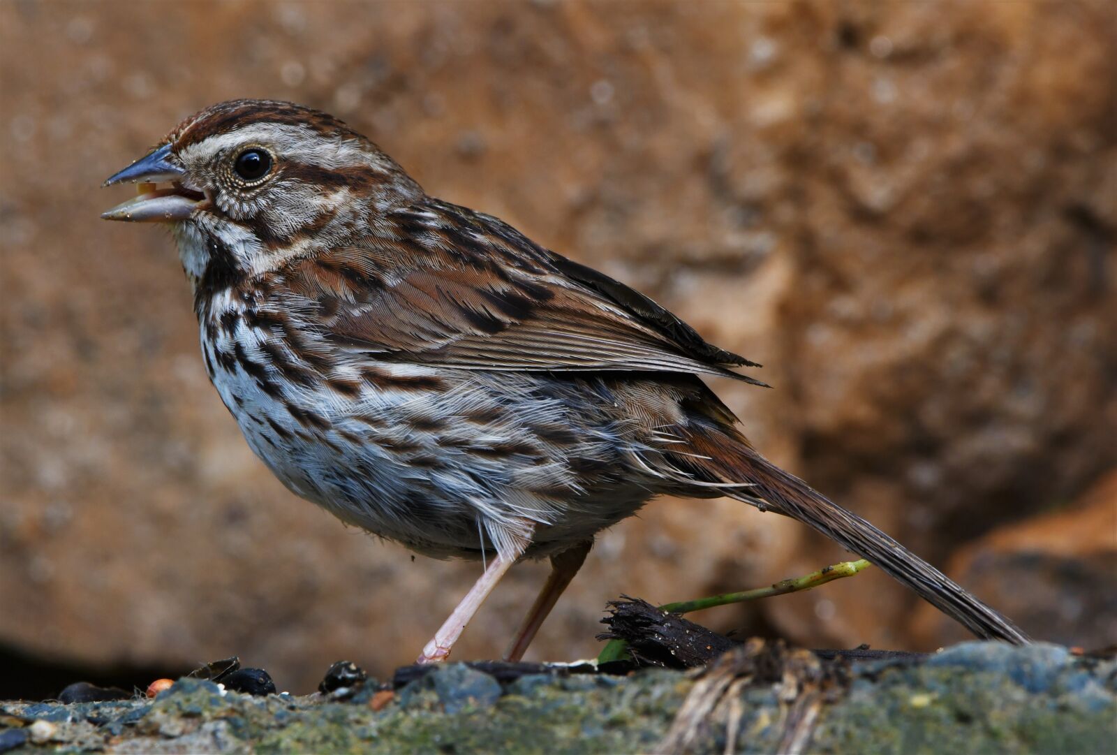 Nikon D850 sample photo. Bird, sparrow, animal photography