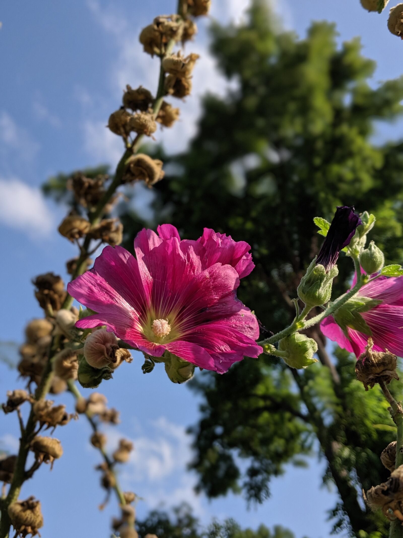 Google Pixel 2 sample photo. Flower, blossom, bloom photography