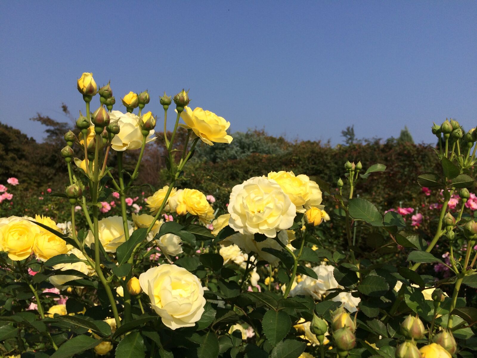 Apple iPhone 5s sample photo. Rose, yellow, flowers photography