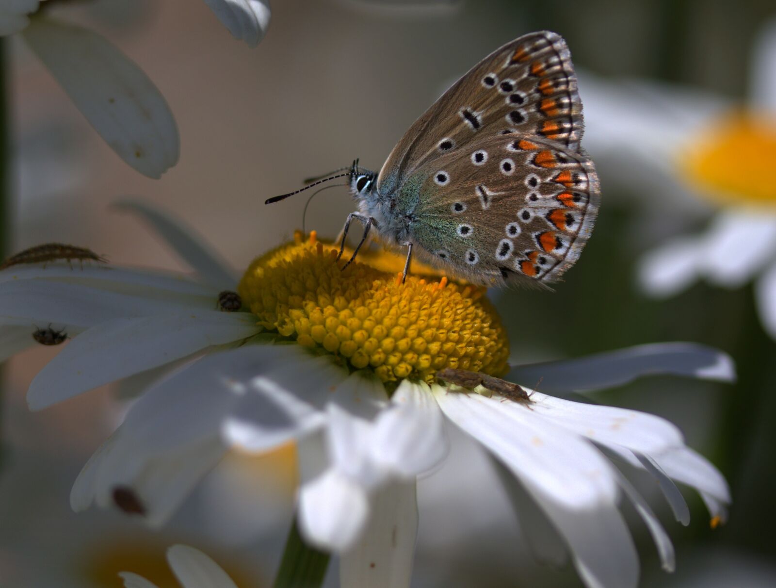 Canon EOS 7D Mark II + Canon EF-S 60mm F2.8 Macro USM sample photo. Butterfly, daisy, insecta photography