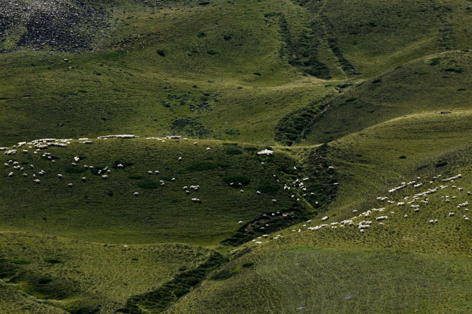 Nikon D7100 sample photo. Hill, sheep, tiny photography