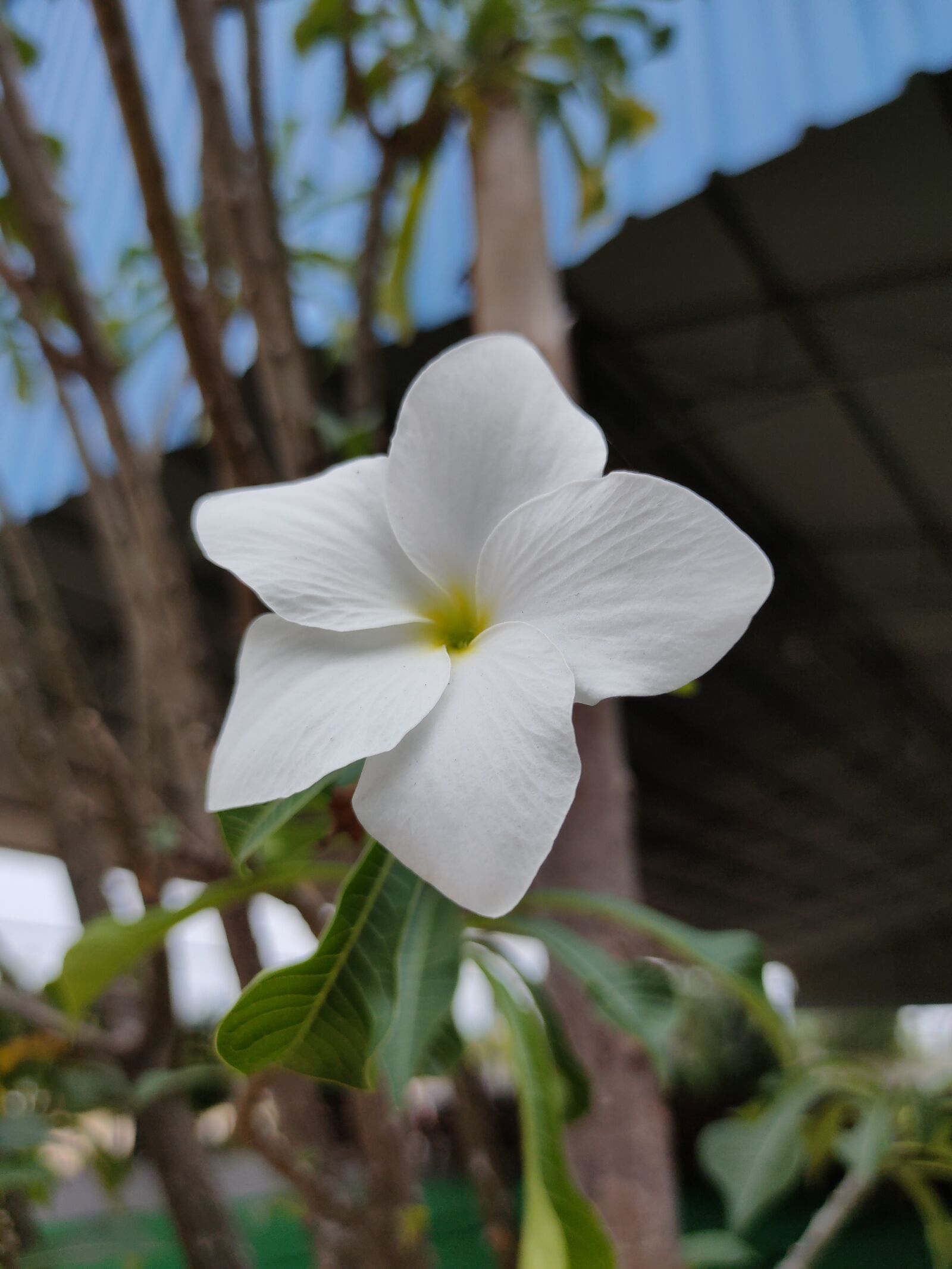 Realme XT sample photo. Flower, shot, image photography