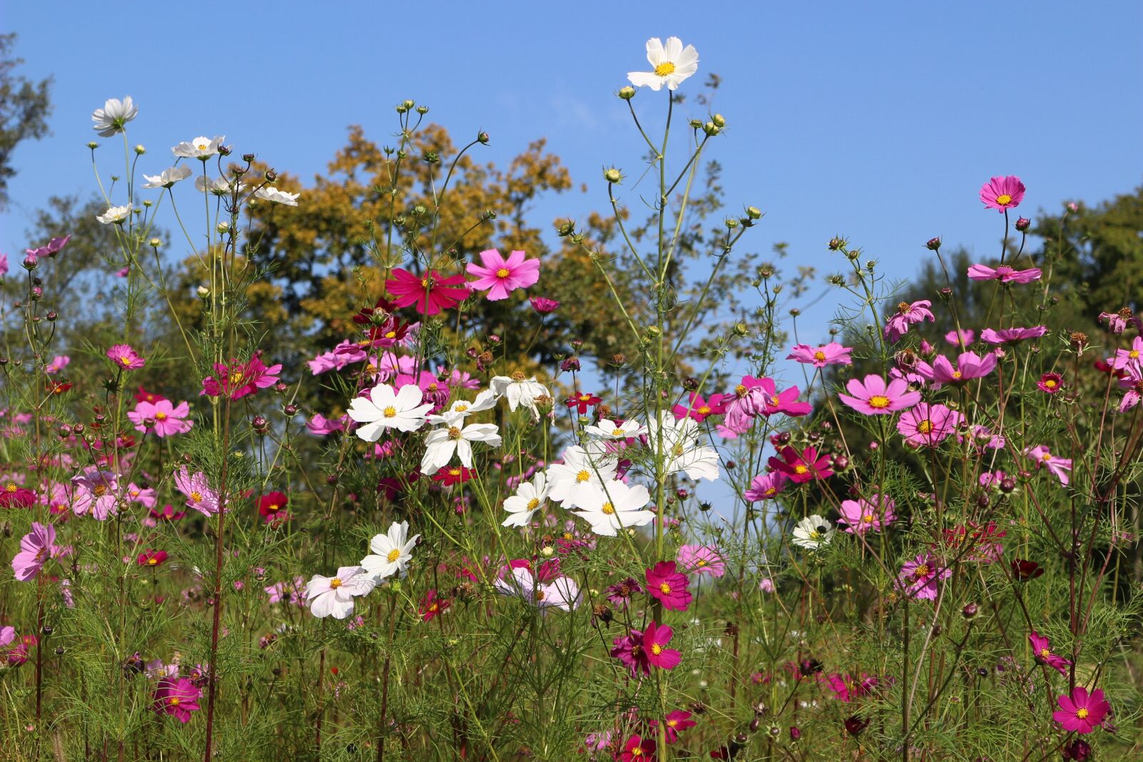 Canon EOS 100D (EOS Rebel SL1 / EOS Kiss X7) sample photo. Mixture, flowers, field photography