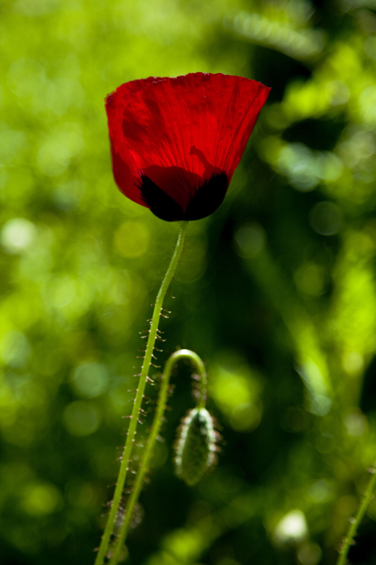 Canon EOS 5D sample photo. Papaver rhoeas, flower, nature photography