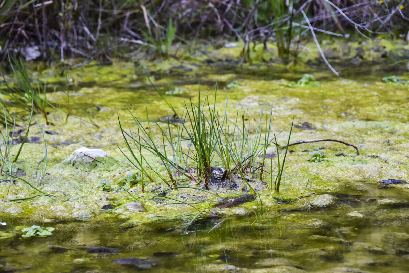 Nikon D5300 sample photo. Swamp, background, texture photography