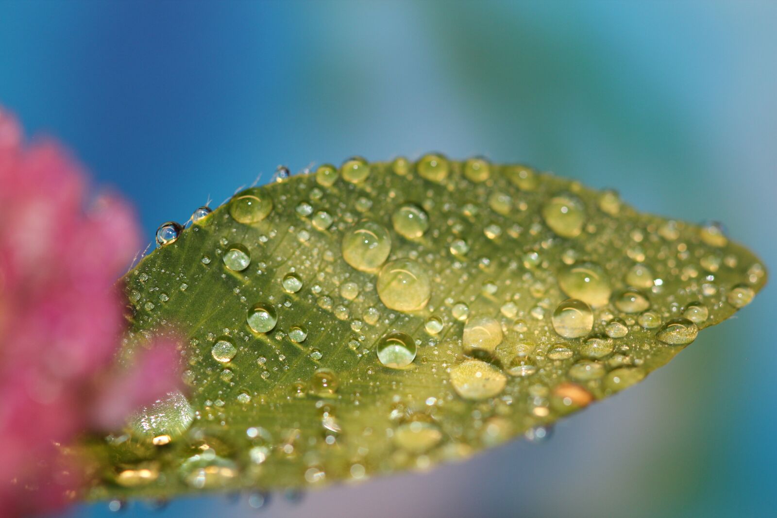 Canon EOS 600D (Rebel EOS T3i / EOS Kiss X5) + Canon EF 100mm F2.8 Macro USM sample photo. Dewdrops, dew, leaf photography