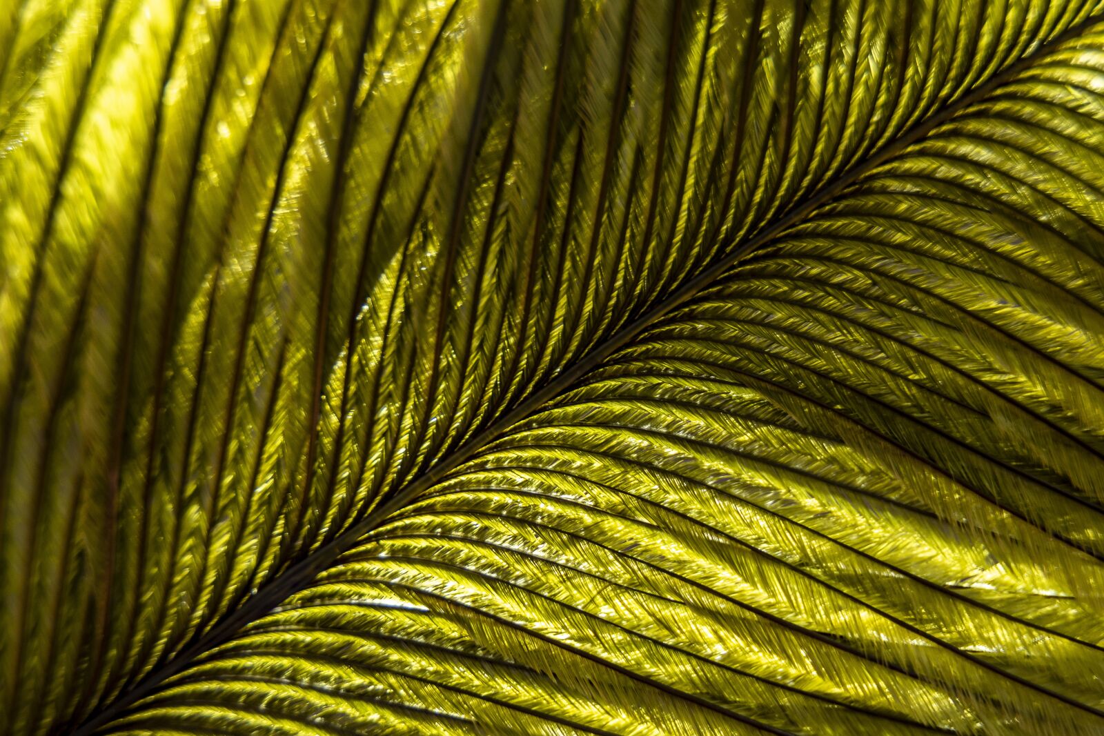 Nikon D7200 sample photo. Feather, macro, bird photography