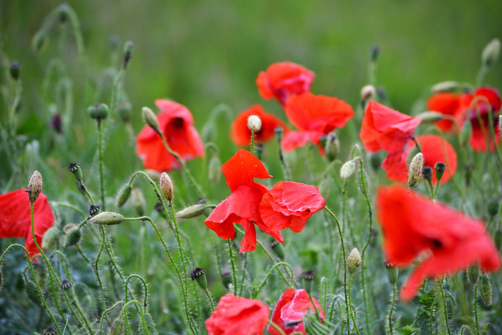 Nikon D3100 sample photo. Maki, meadow, field photography