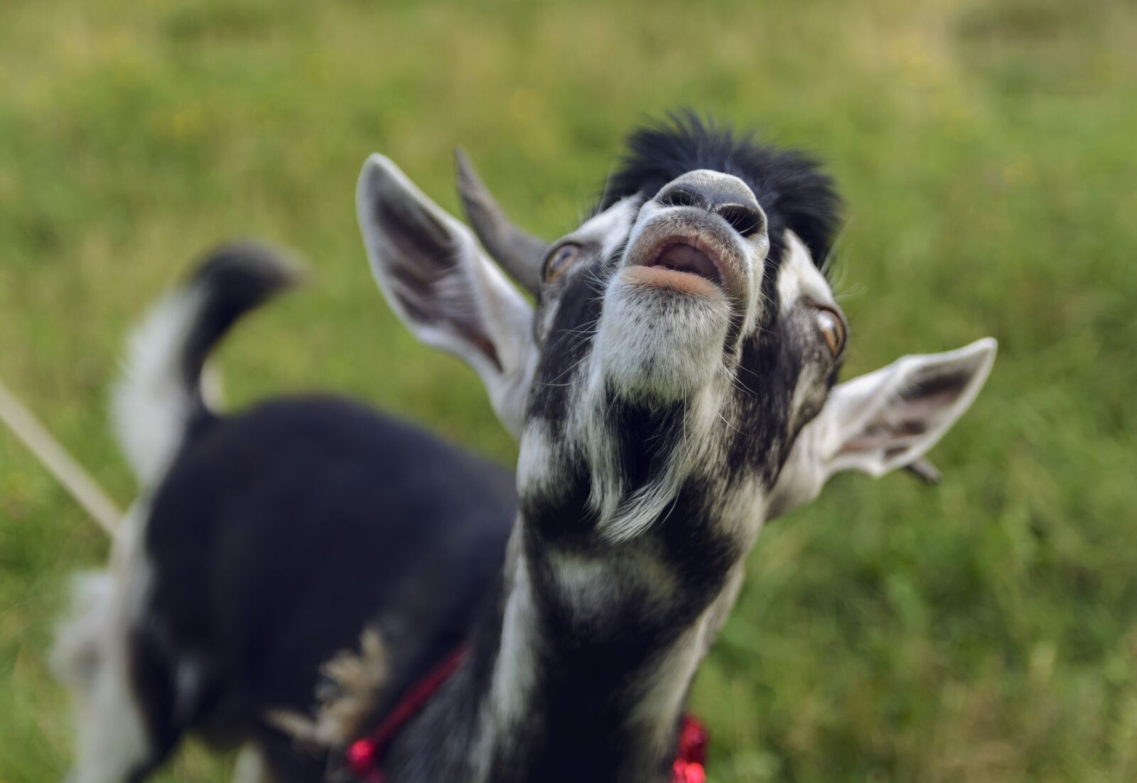 Nikon D7100 sample photo. Goat, lamb, few photography
