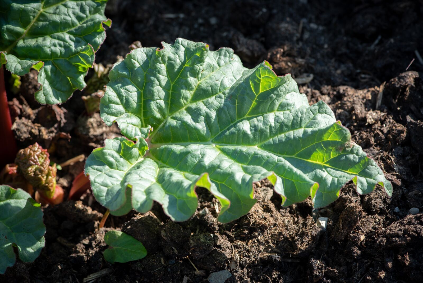Nikon D750 sample photo. Rhubarb, plant, green photography