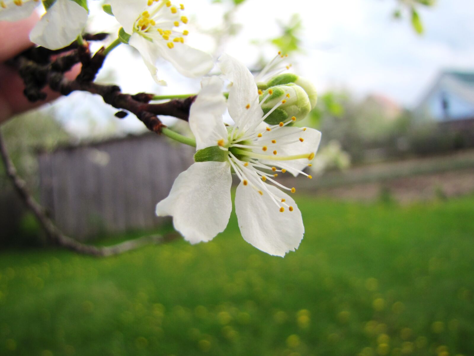 Canon PowerShot SX20 IS sample photo. Flower, apple, cherry photography