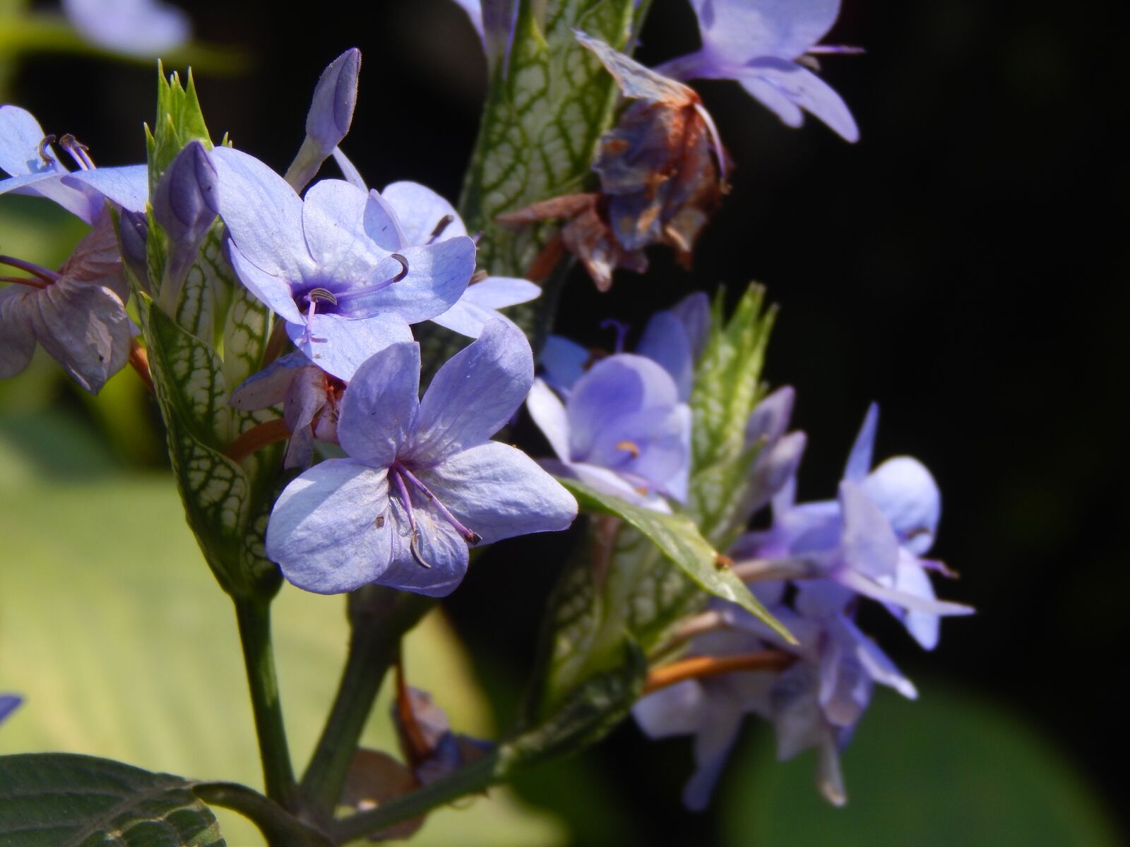 Nikon Coolpix L820 sample photo. Flowers, blue, lilacs photography