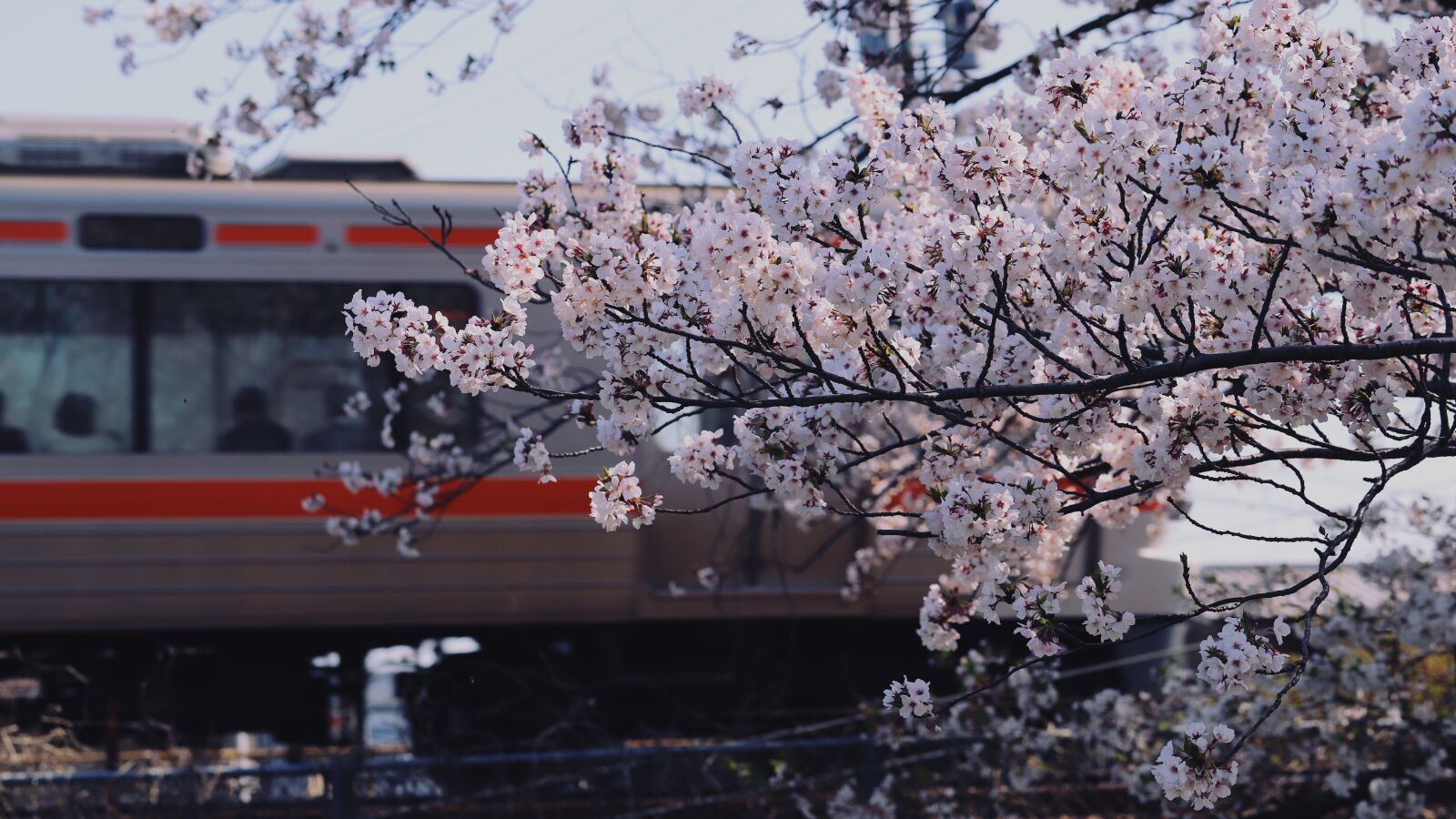 Canon EOS 6D Mark II + Canon EF 100mm F2.8L Macro IS USM sample photo. Sakura, flower, japan photography