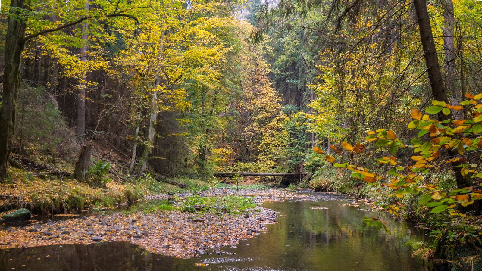 Sony Cyber-shot DSC-RX10 IV sample photo. Forest, autumn, saxon switzerland photography