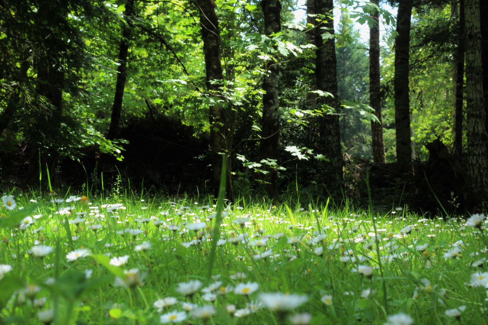 Canon EOS 1200D (EOS Rebel T5 / EOS Kiss X70 / EOS Hi) sample photo. Grass, wild photography