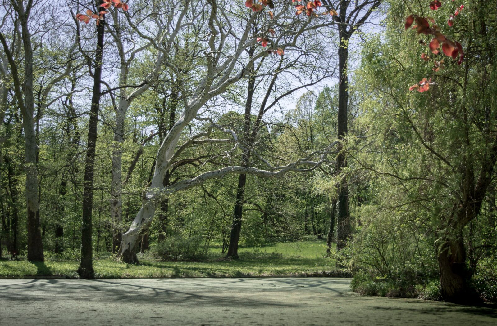 Nikon D3200 sample photo. Tree, arboretum, spring photography