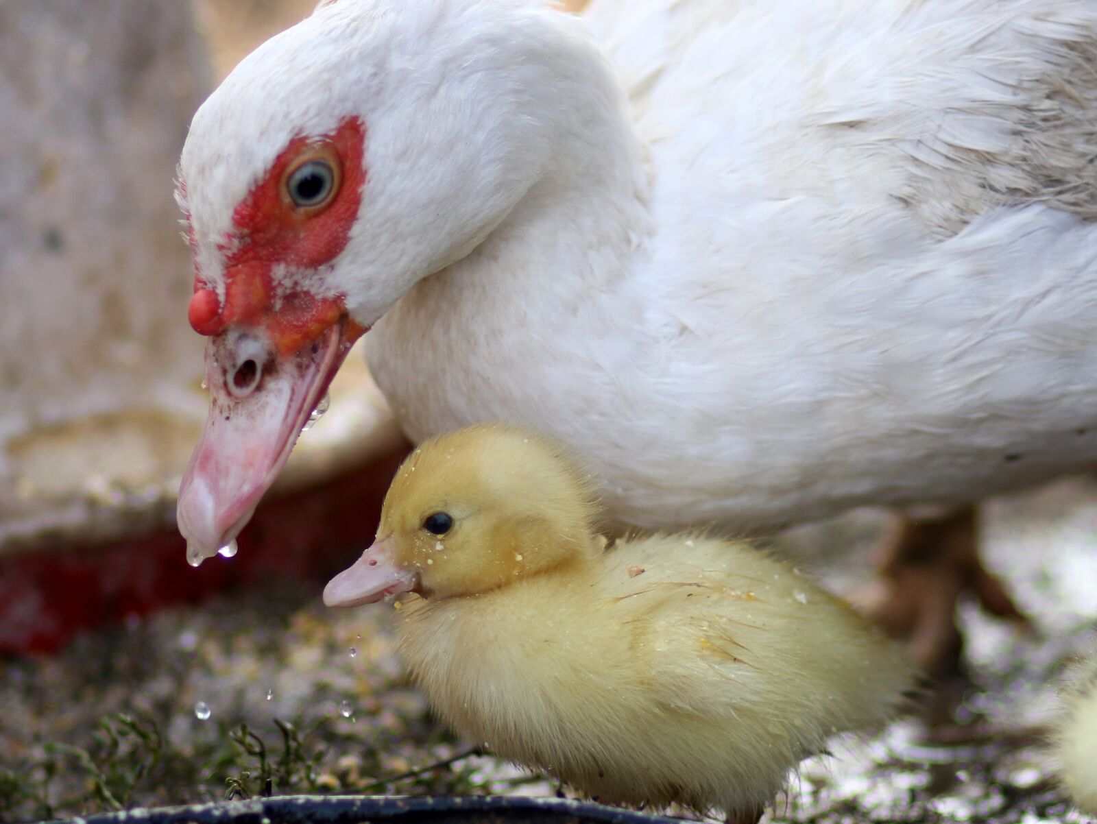 Canon EF 85mm F1.8 USM sample photo. Duckling, birds, duck photography