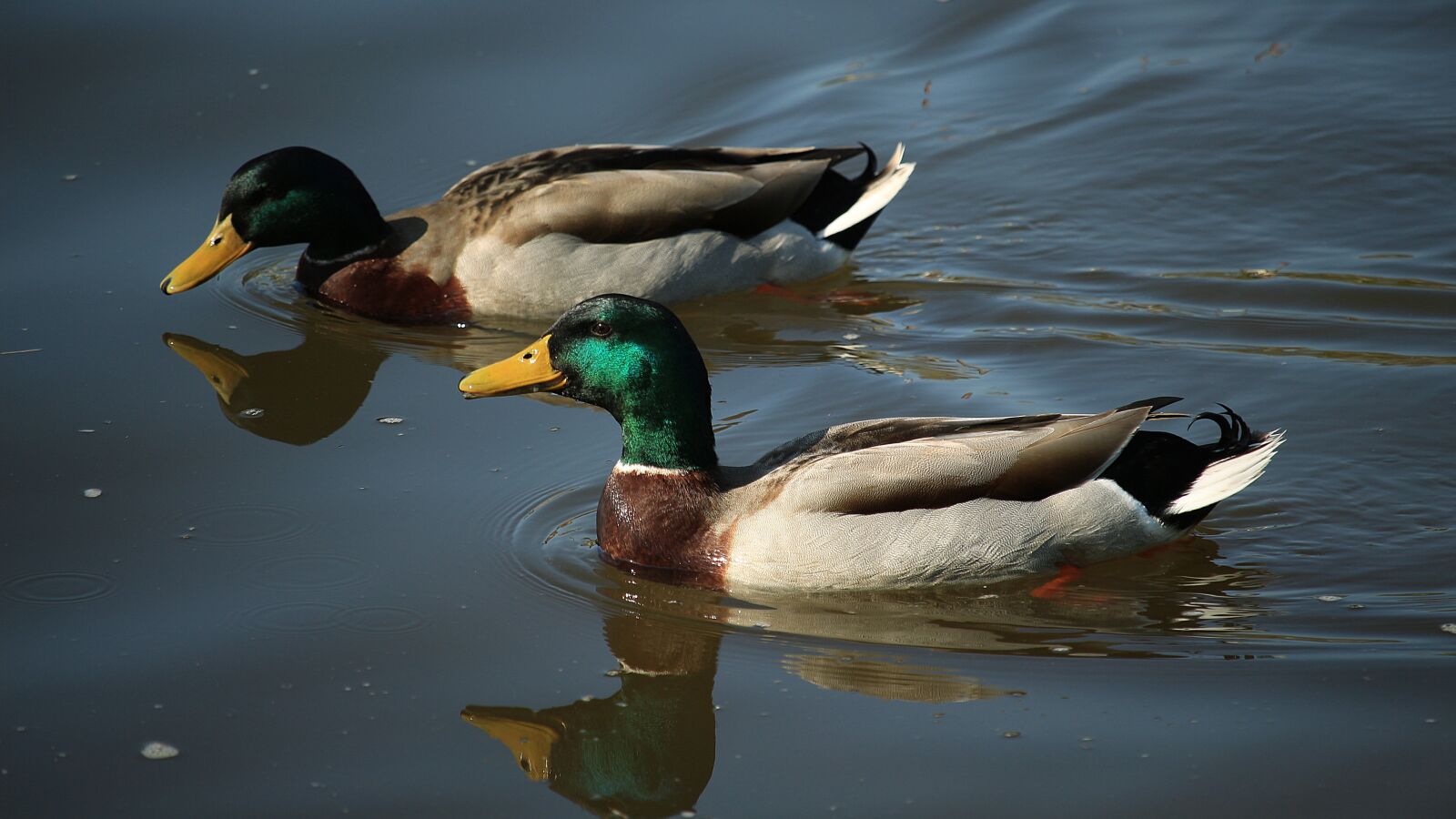 Canon EF-S 55-250mm F4-5.6 IS STM sample photo. Nature, birds, ducks photography