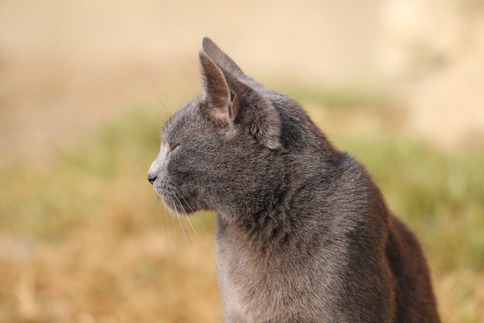 Canon EF 70-300 F4-5.6 IS II USM sample photo. Cat, profile, grey photography