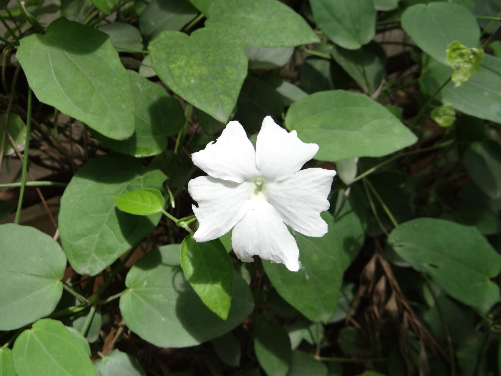 Sony DSC-HX200V sample photo. White lady, thunbergia, dharwad photography