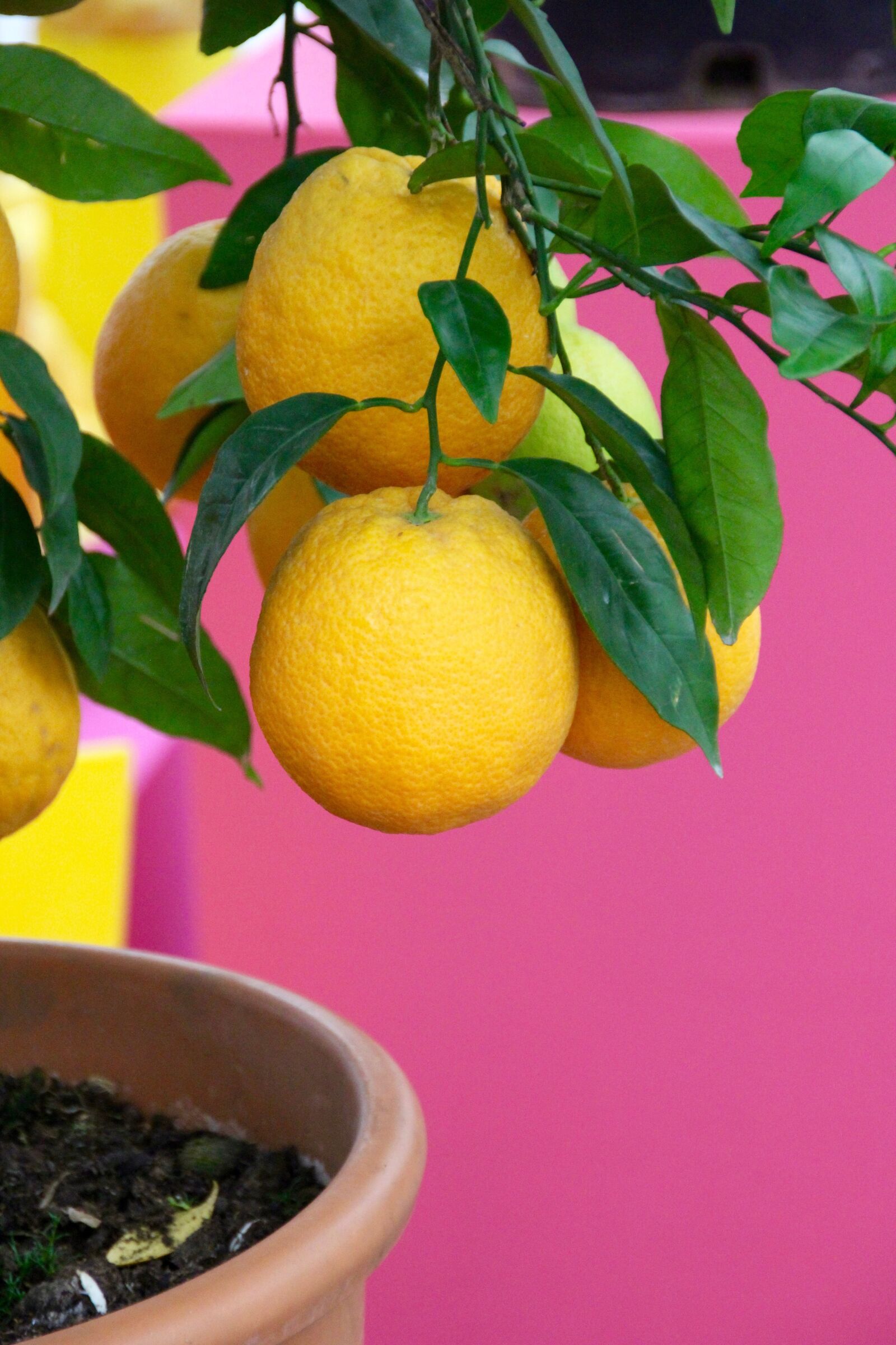 Canon EOS 60D sample photo. Lemons, lemon tree, yellow photography