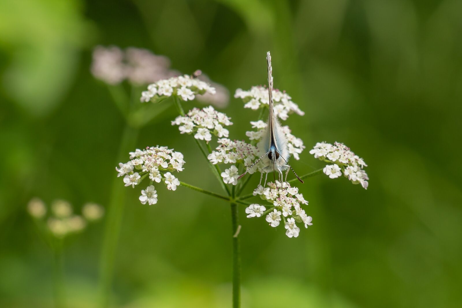Canon EOS 7D Mark II sample photo. Edelfalter, blossom, bloom photography