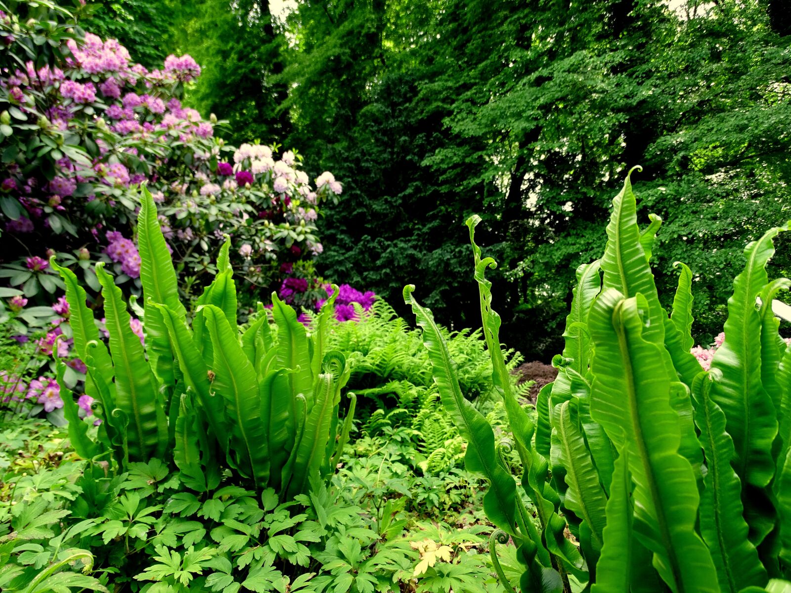 Sony Cyber-shot DSC-HX400V sample photo. Fern, nature, garden photography