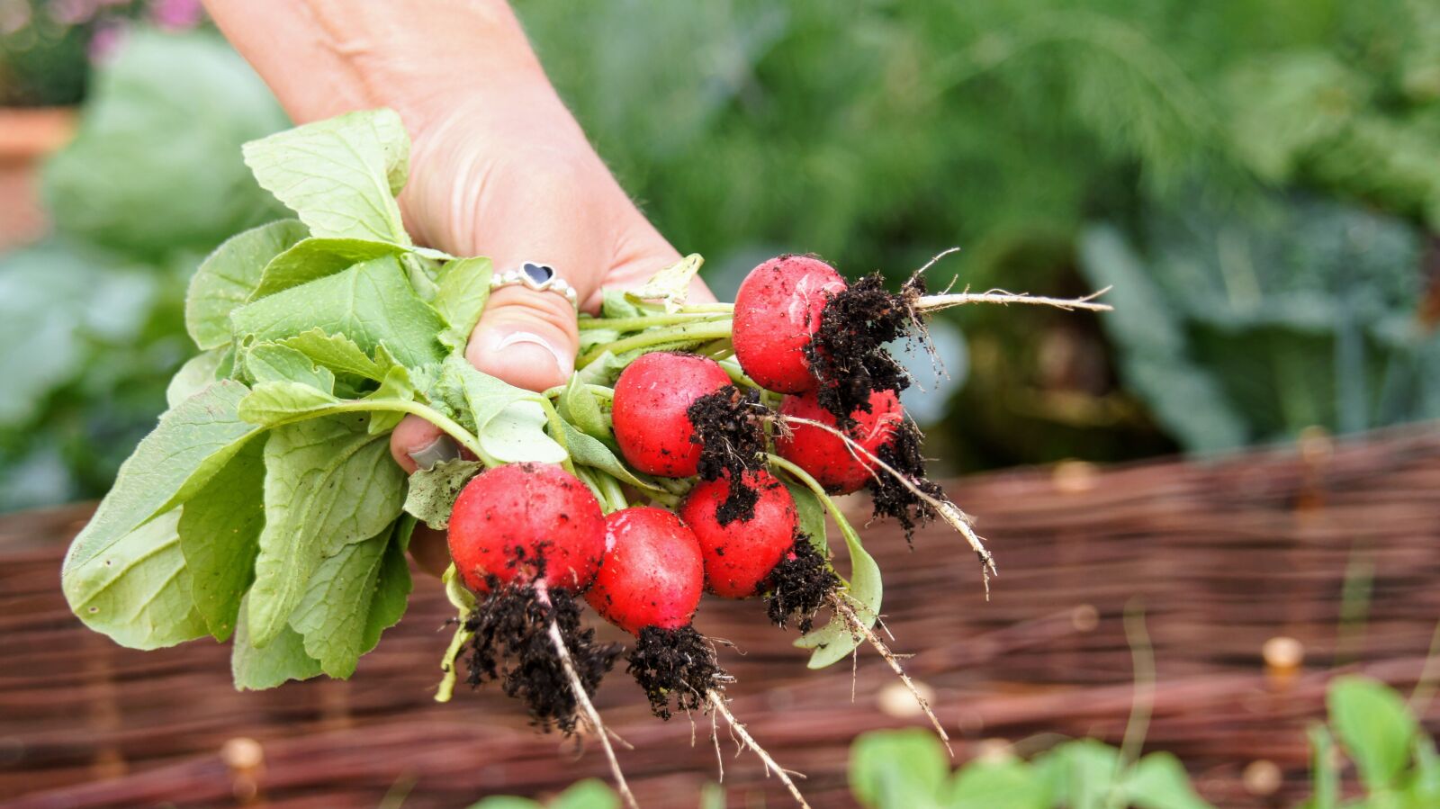 Sony SLT-A55 (SLT-A55V) sample photo. Radishes, harvest, food photography