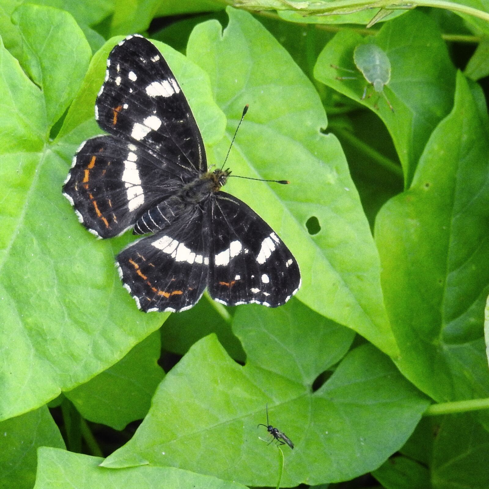 Nikon Coolpix P900 sample photo. Butterfly, european map, insect photography