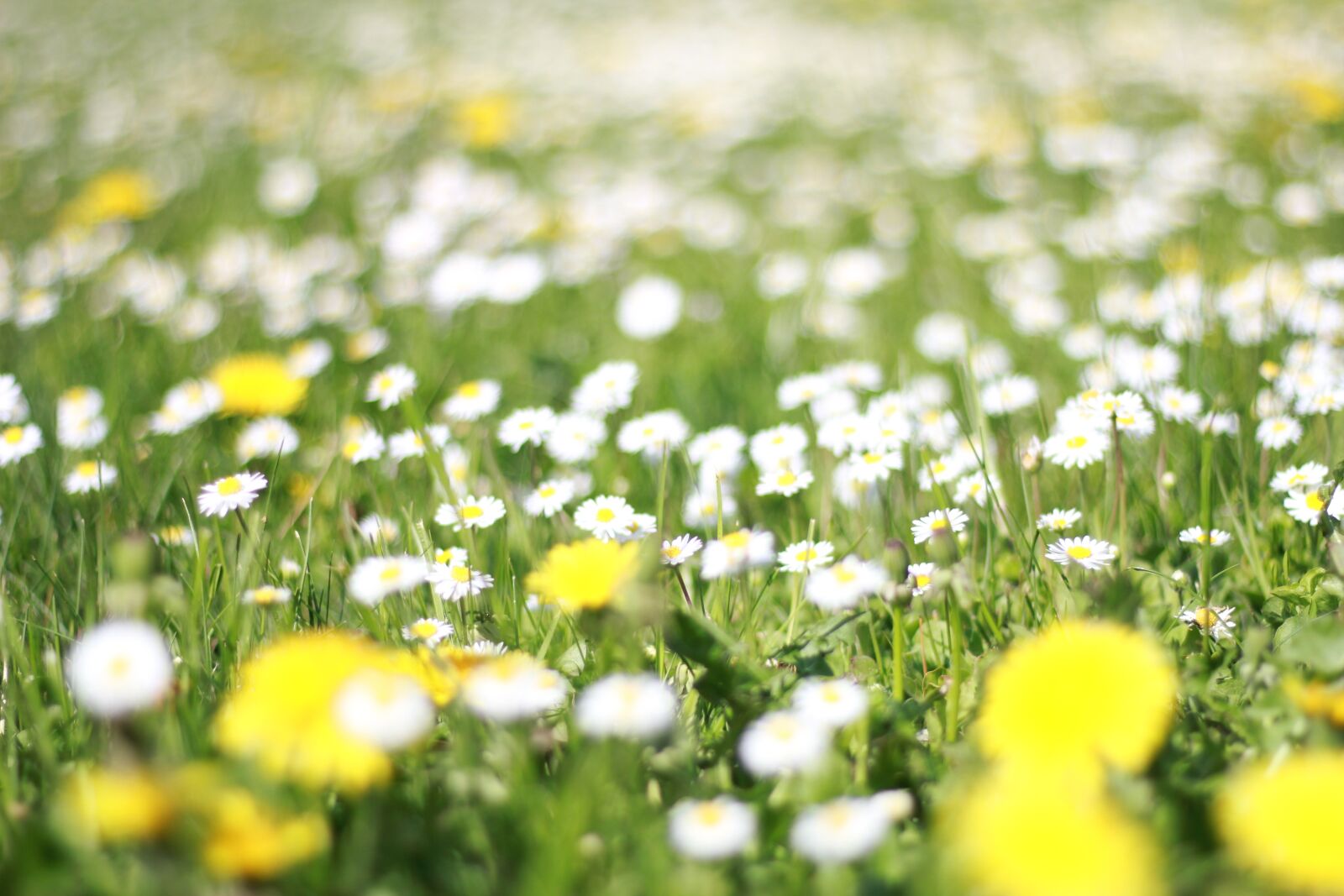 Canon EOS 60D + Canon EF 50mm F1.8 STM sample photo. Flowers, summer, glade photography