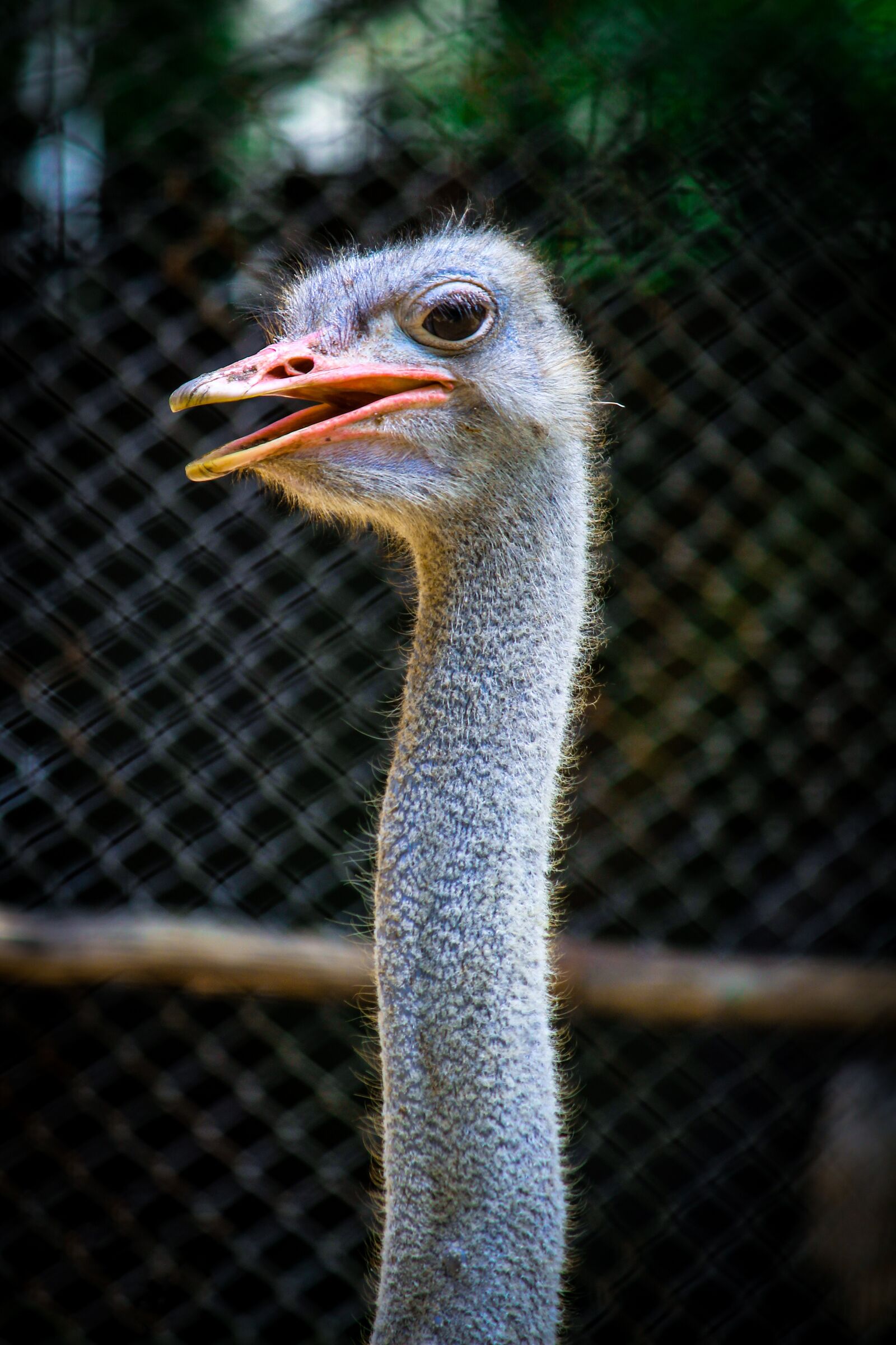 Canon EOS 1200D (EOS Rebel T5 / EOS Kiss X70 / EOS Hi) sample photo. Bird, ostrich, animals photography