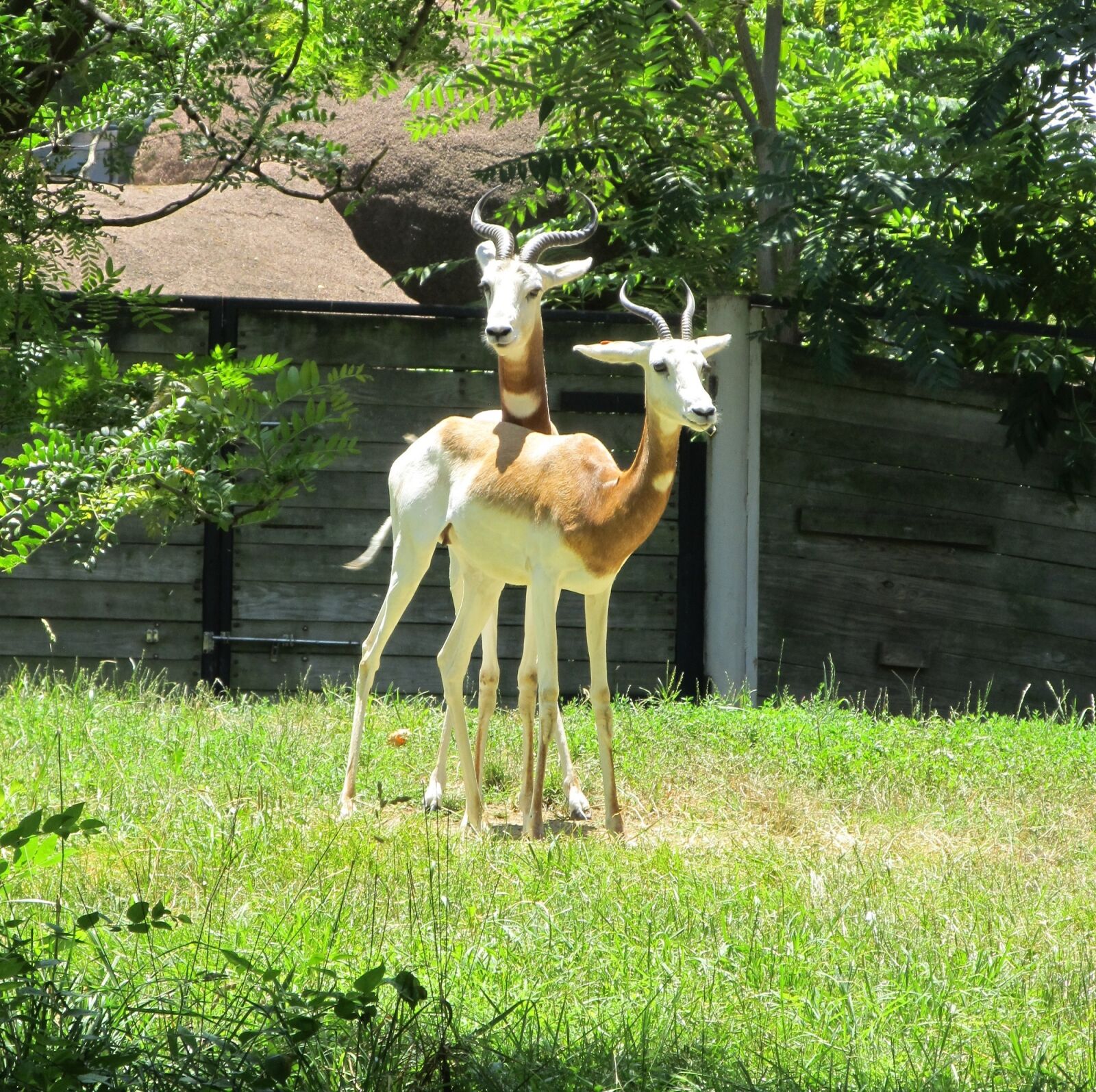 Canon PowerShot SX130 IS sample photo. Gazelles, antelopes, wildlife photography