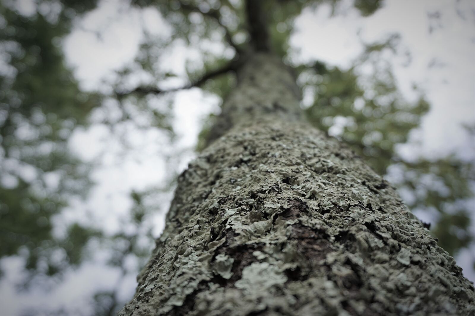 Sony a6000 sample photo. Cloudy, tree, moss photography