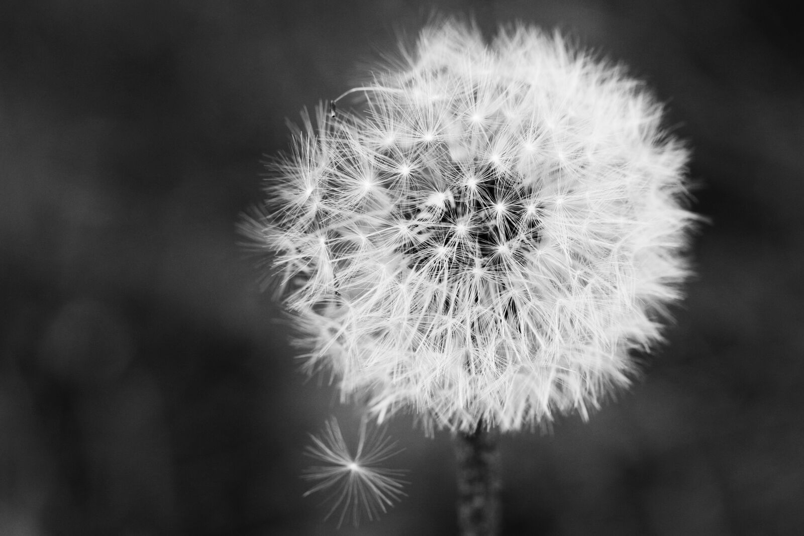 Canon EOS 7D Mark II sample photo. Dandelion, spring flower, nature photography
